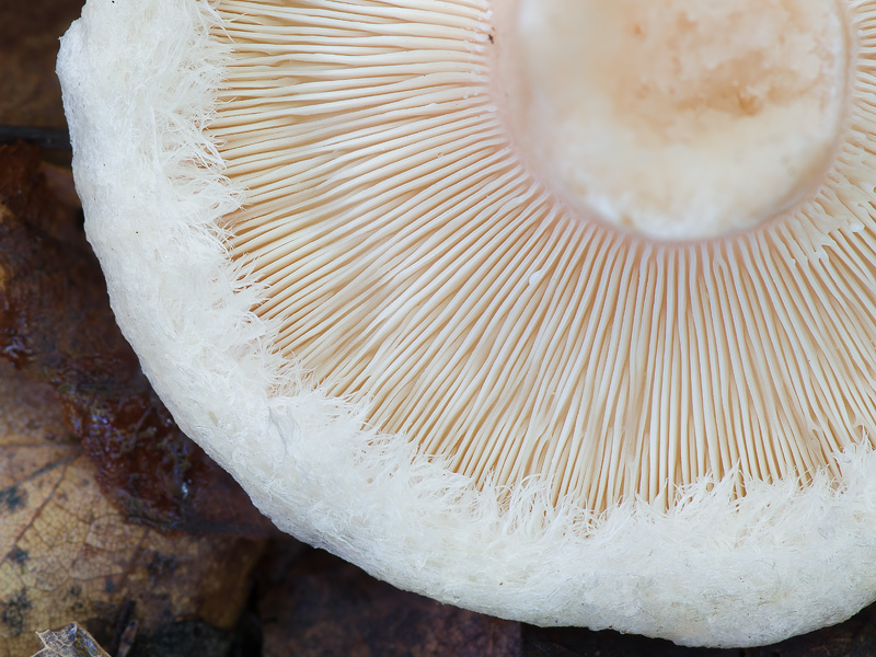 Lactarius pubescens